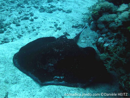 Urogymnus granulatus   