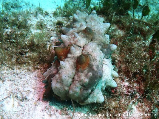 Stichopus naso 