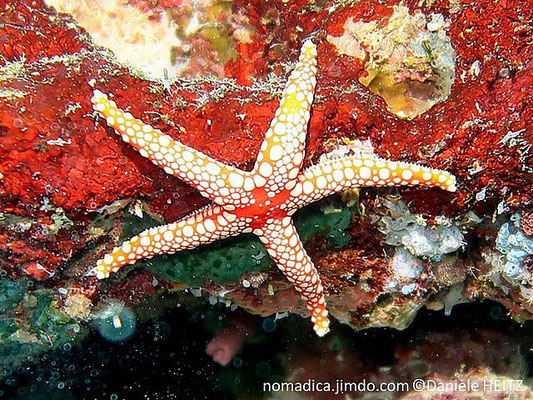 Fromia  monilis  