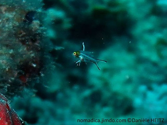 Bodianus anthioides , juvénile