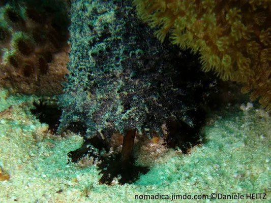 Holothuria (Mertensiothuria) leucospilota , tentacules peltés