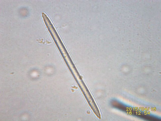 Topsentia aqabaensis  spicules