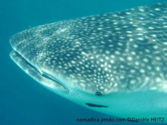 Rhincodon typus , tête plate, grande bouche