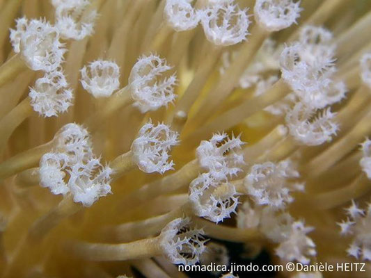Sarcophyton ehrenbergi, polypes, tentacules pennés blancs 