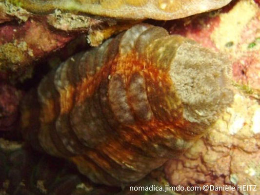 Opheodesoma spectabilis 