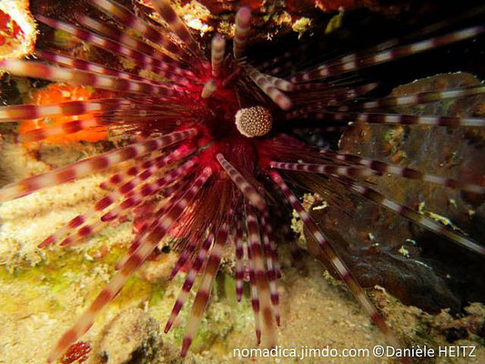 Echinothrix diadema, juvénile