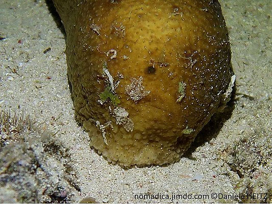 Bohadschia vitiensis 
