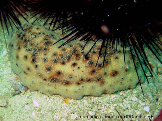 Stichopus herrmanni  