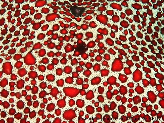 Pentaster obtusatus détail surface