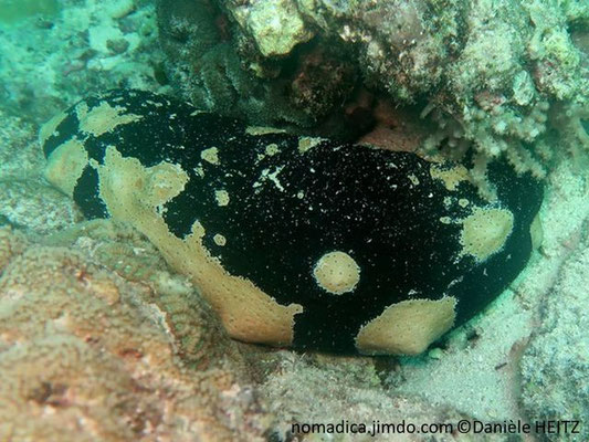 Holothuria (Microthele) nobilis 