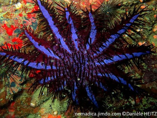 Acanthaster planci  