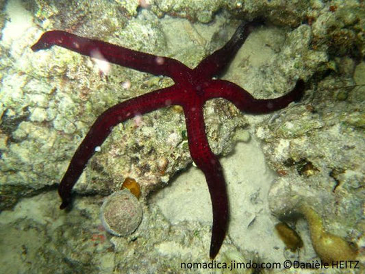 Leiaster speciosus 