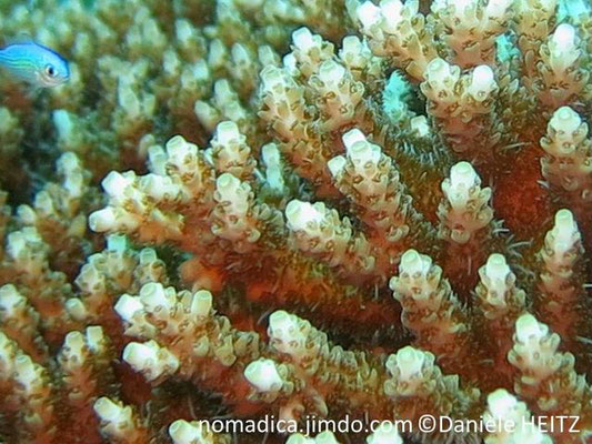 Acropora parapharaonis  détail corallites