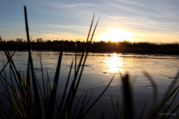 Sonnenuntergang im Naturschutzgebiet Ilmenauniederung bei Lüneburg 