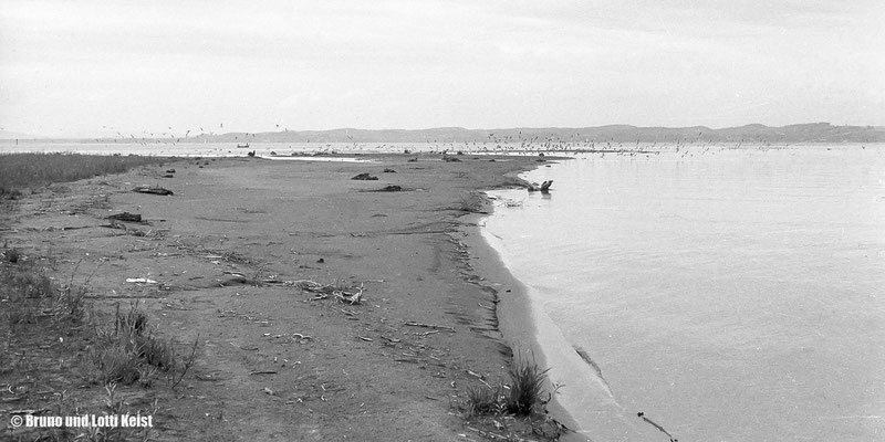 Sanddelta, Mündungsbereich Alpenrhein | 1969