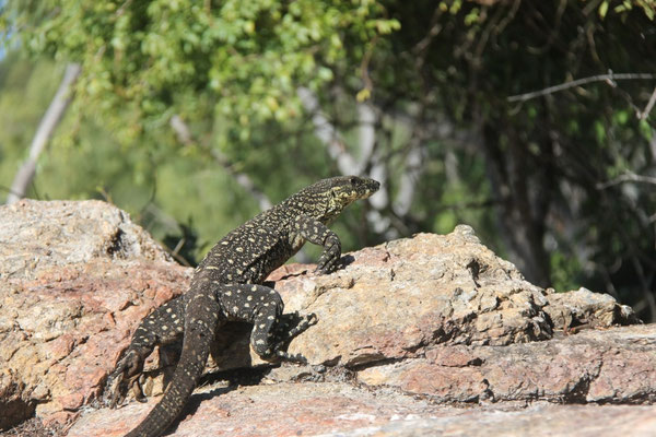 Varan