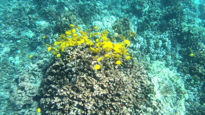Du jaune