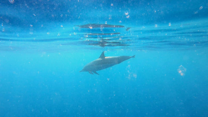 Spinner dolphin dans une eau cristalline
