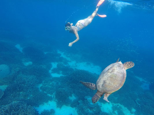 Coucou tortue
