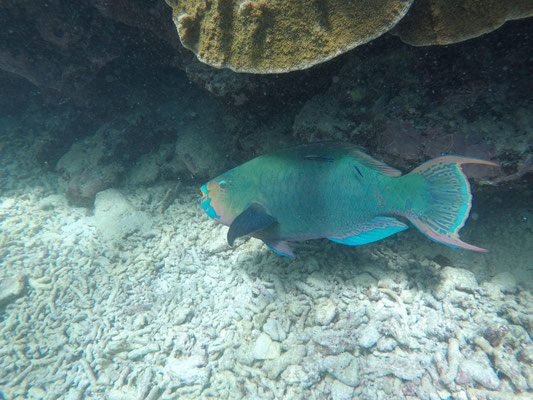 Parrot fish