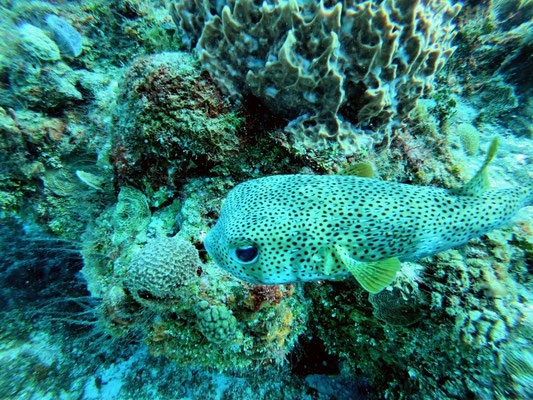 Poisson globe en mode repos (et pas en mode attaque 🐡) 