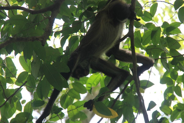 Singe araignée