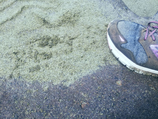 Sable vert