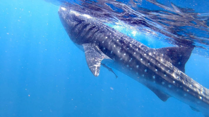 Requin baleine