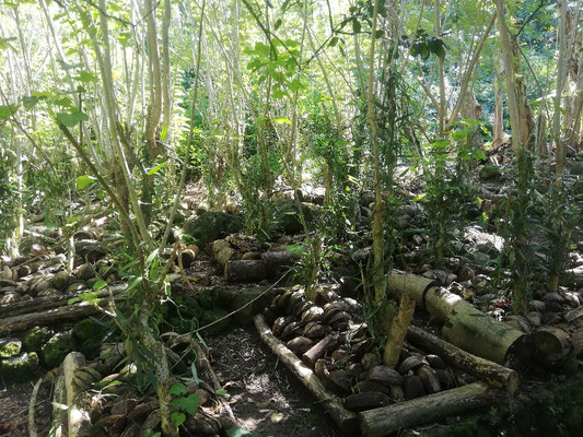Plantation de vanille