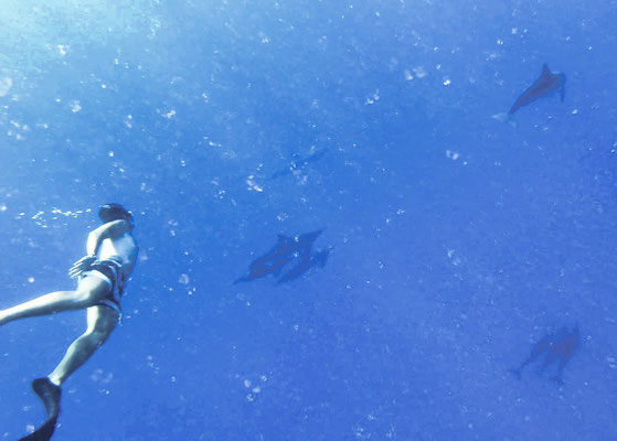 Lou et les dauphins