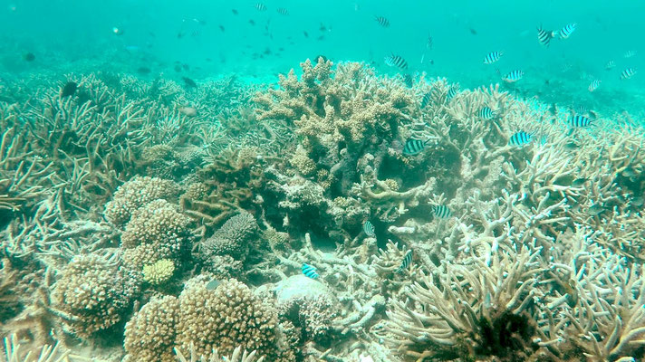 Grande barrière de corail