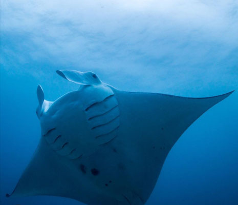 Raie manta du dessous