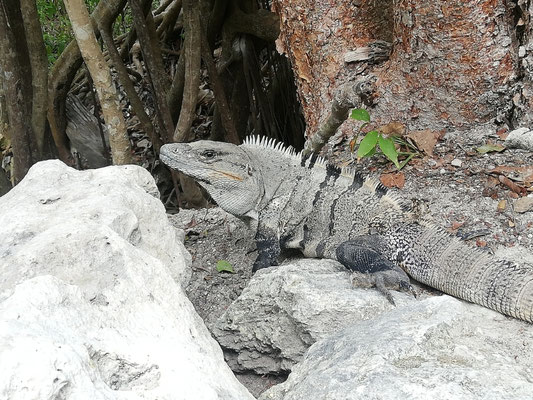 Iguanes
