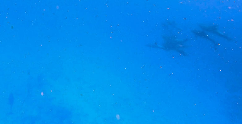 Au loin, un groupe de dauphins