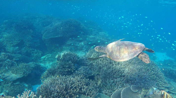 Tortue, poissons et coraux