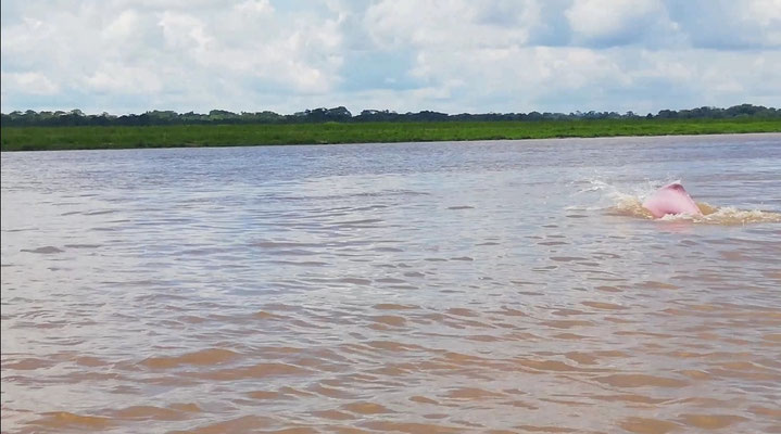 Le dauphin rose d'Amazonie