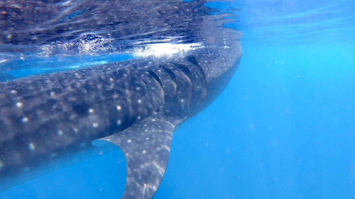 Requin baleine