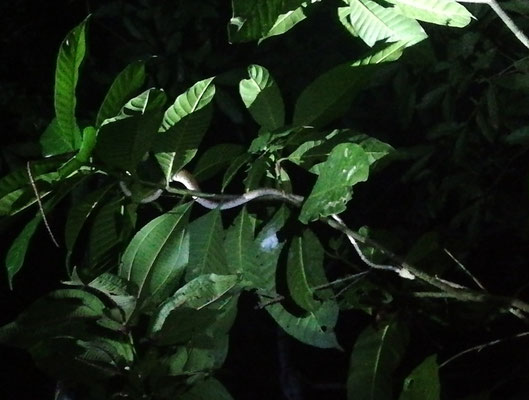 Serpent en haut d'un arbuste