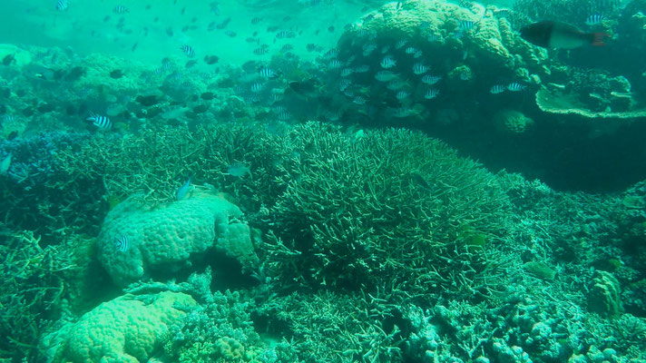 Grande barrière de corail