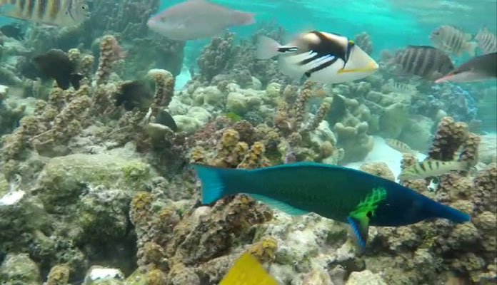 Jardin de corail