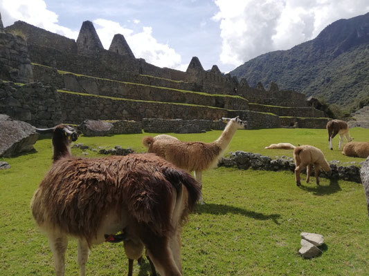 Une bande de lamas