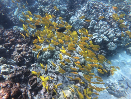 Et encore du jaune