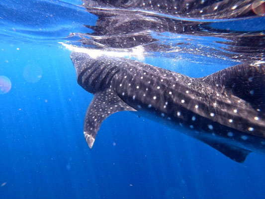 Requin baleine