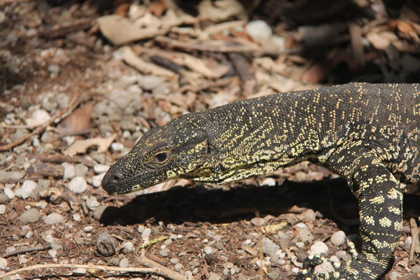 Varan