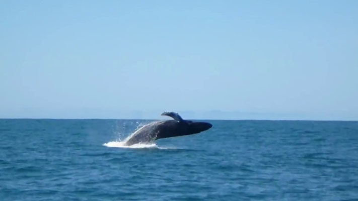 Baleine au loin