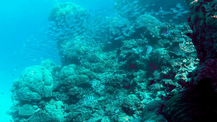 Grande barrière de corail