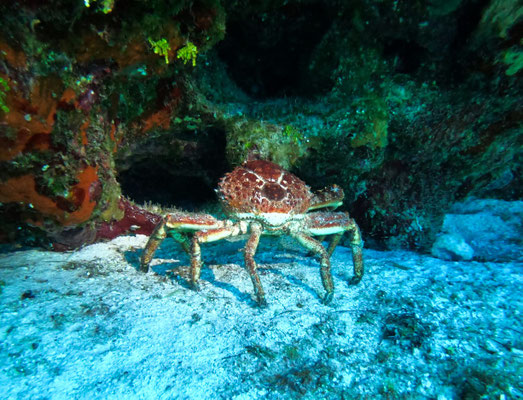 Crabe