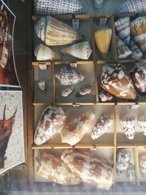 Attention, ces coquillages sont mortels (si le mollusque dedans vous pique)