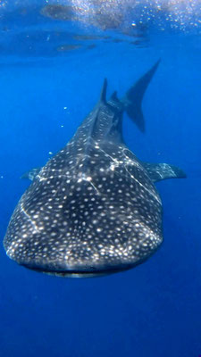 Requin baleine