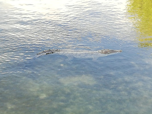 Crocodile